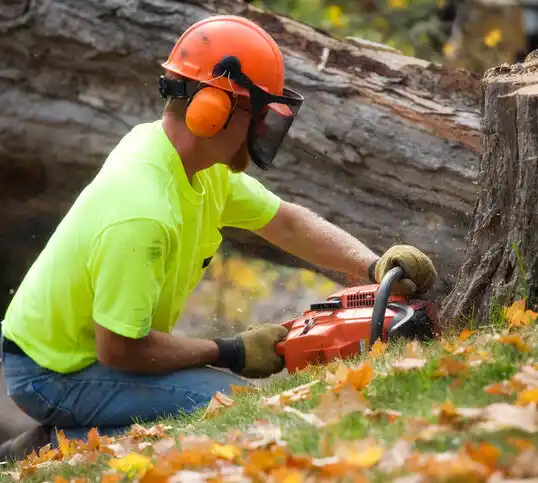 tree services Lyons